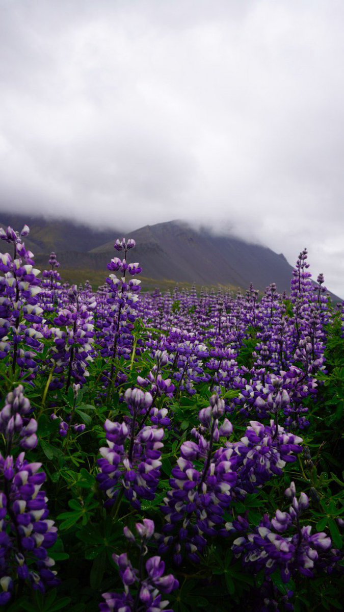 RBendova's tweet photo. Lupin season in Iceland 🇮🇸
#iceland #midnightsun #lupinsiniceland https://t.co/BjjT9dNBpS