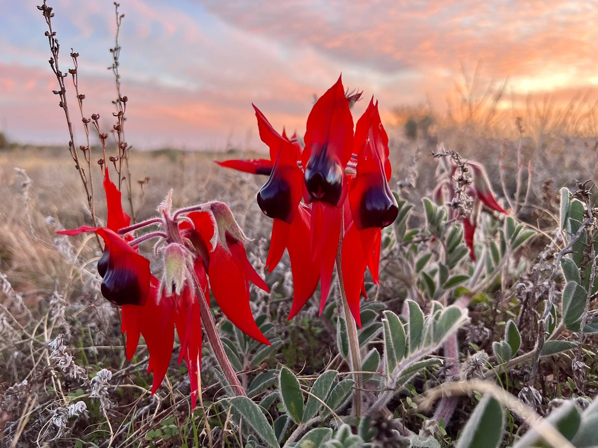 As much as I love Sturt Desert Peas (Swainsona formosa), it pains me to see them flowering at this time of year. Three months earlier than usual. #WarmingWinters #ChangingSeasons #ClimateCrisis #ClimateActionNOW