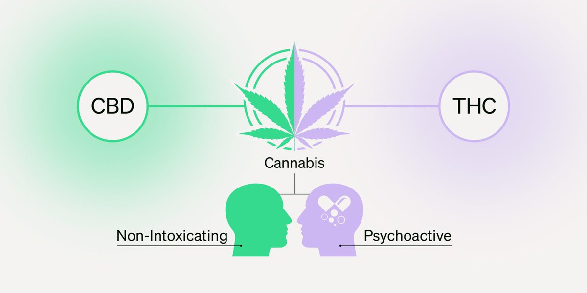 The #USA got it wrong on #cannabis and right on #hempCBD. In #Canada we got it right on #cannabis and wrong on #hempCBD #TheyAreNotTheSame  
#CBD #NaturalHealthProduct 🪴