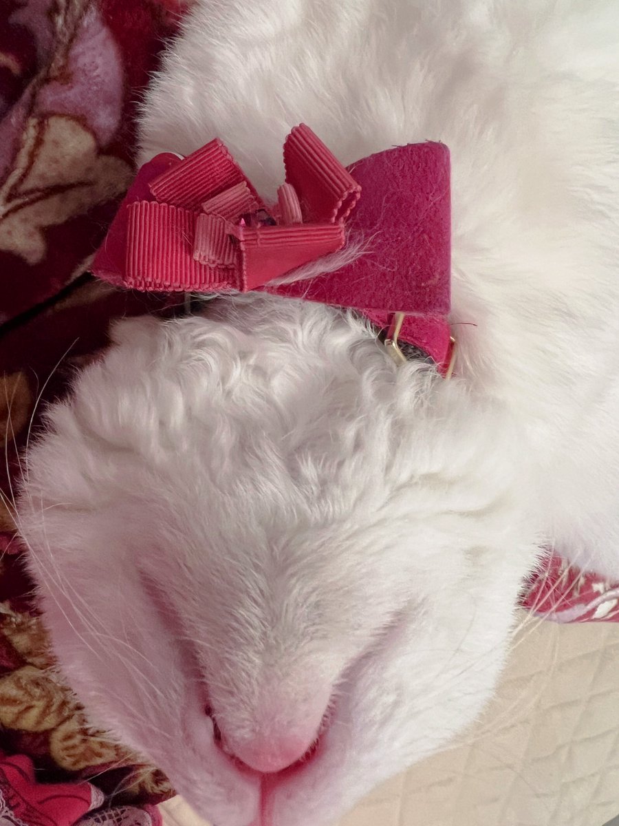 MillnaCat's tweet photo. 猫の顎下のかわいさ、もっと評価されるべき https://t.co/mYFWrDP8sA