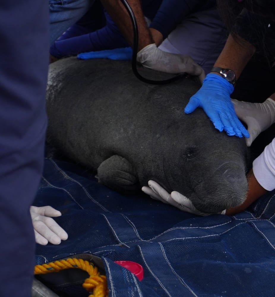 Mara Lezama tweet media