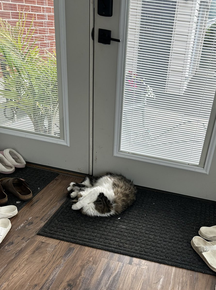beachellajacobs's tweet image. Someone was mad as I didn’t let her outside. So she slept at the door.  #insidecat #Caturday