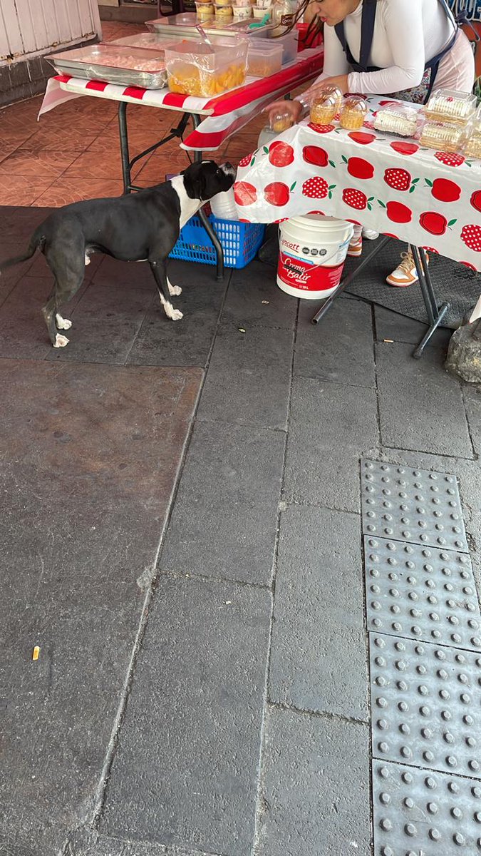 nizamam30's tweet photo. @UCS_GCDMX @FundacionToby @MundoPatitas @iztacalconews #perroboxer #perdido #desaparecido #niunapatitamas Nos reportan perro boxer en las inmediaciones del metrobus estación Rojo Gómez. Favor de difundir para localizar a sus dueños. https://t.co/1akCeOI6Yr
