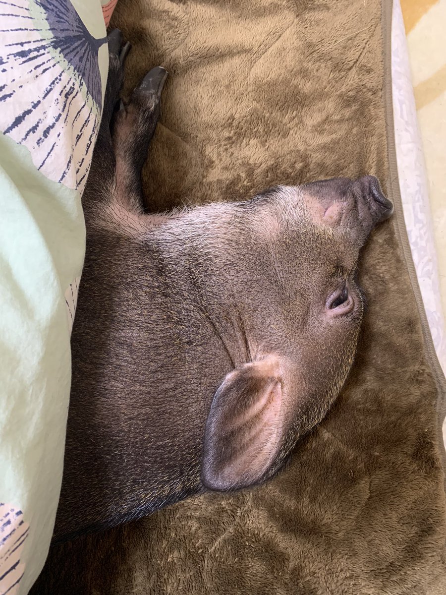 【まずは2度寝🐽】

1日10度寝以上します🐷

おはよう御座います☀️

#マイクロブタ
#mipig