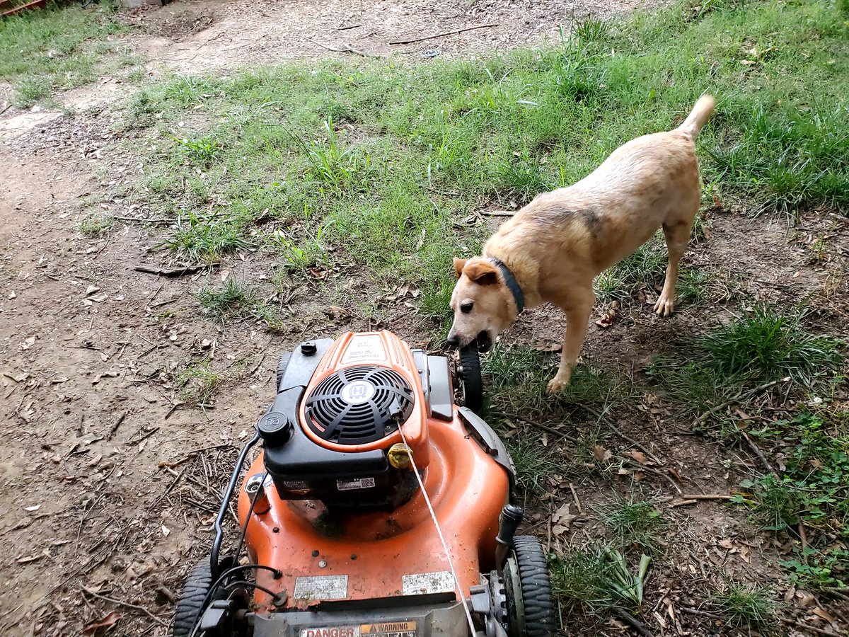 My dog hates lawnmowers