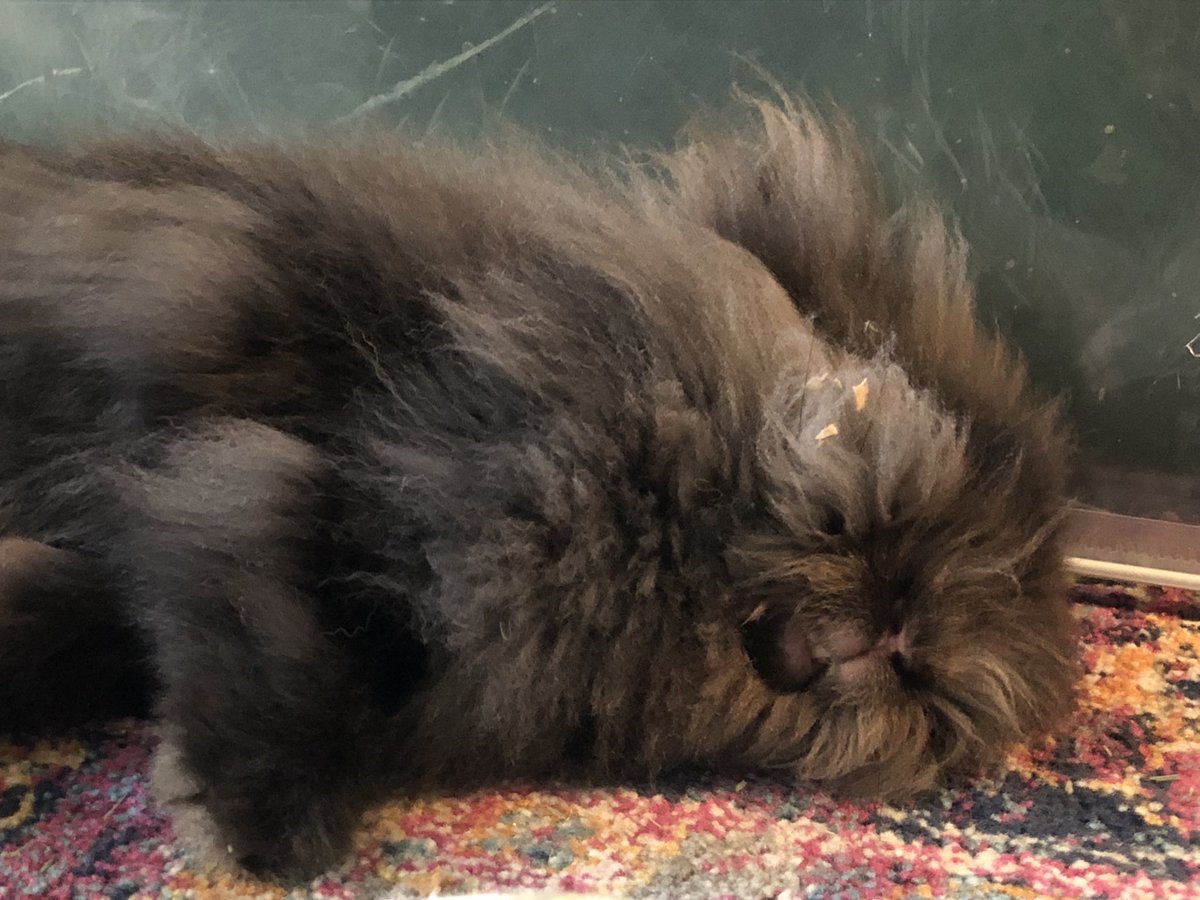lizfedakmath's tweet photo. After getting to go on a car ride, Grace did the cutest flop in the world! https://t.co/6gW9onkYiD