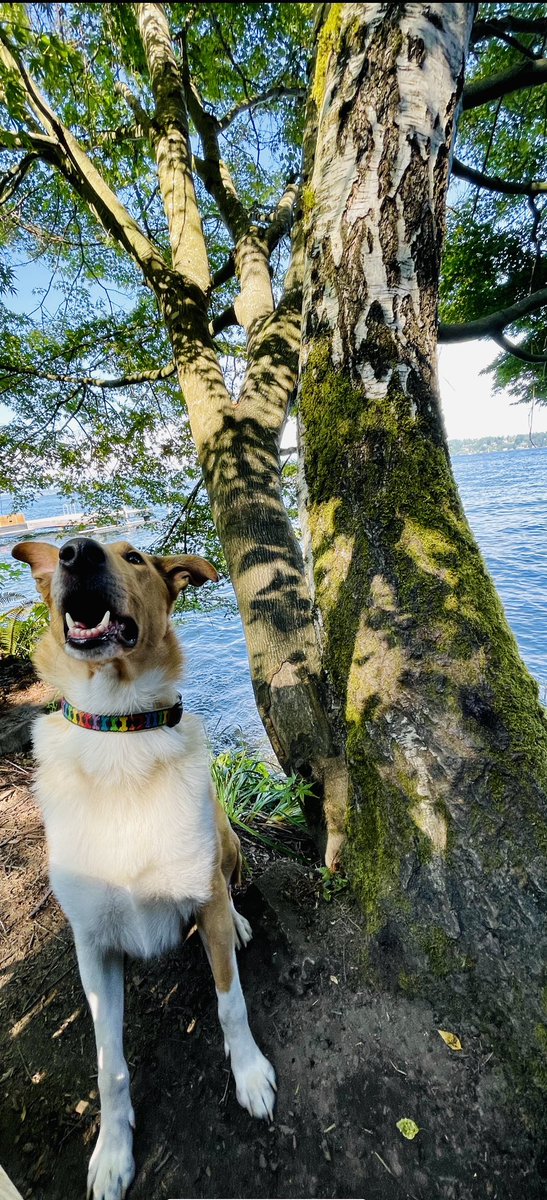 Megan Thomas tweet media