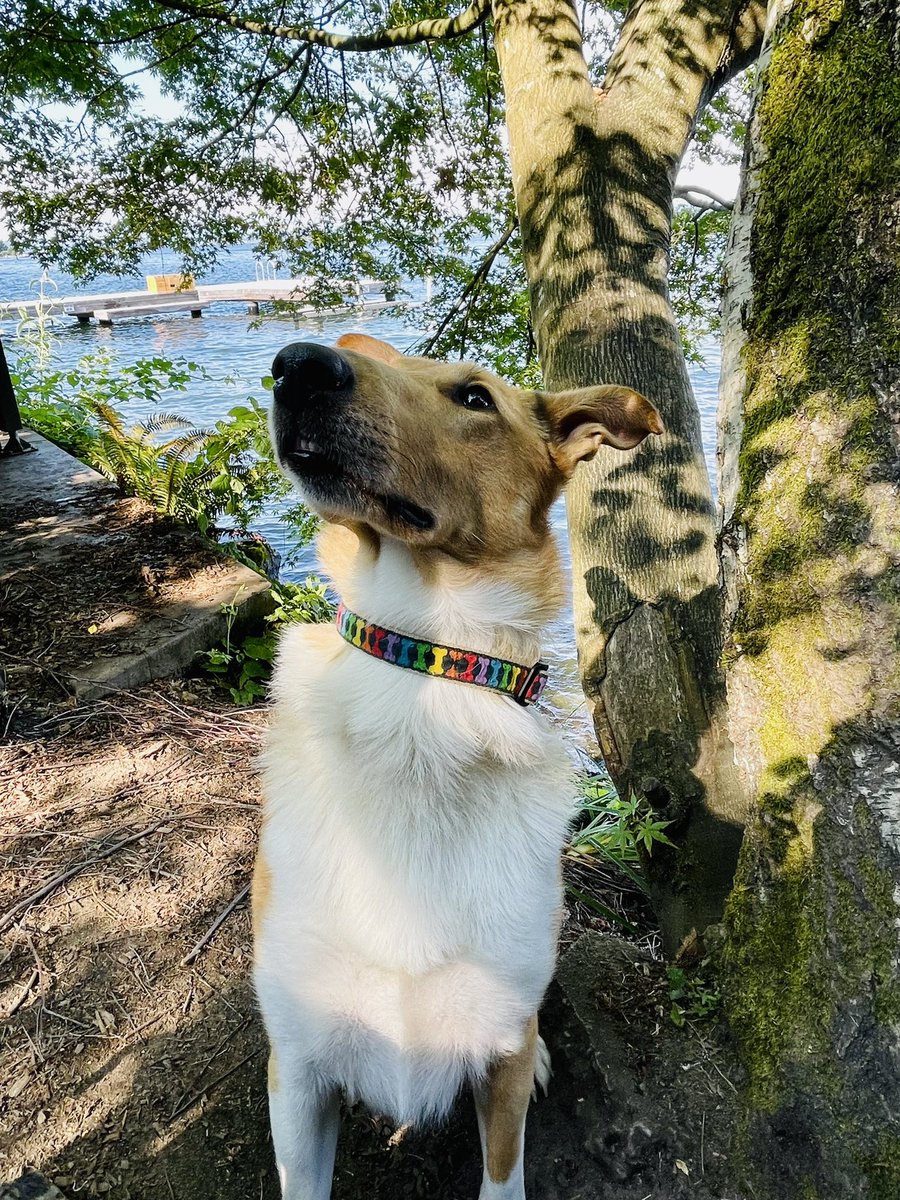 Megan Thomas tweet media