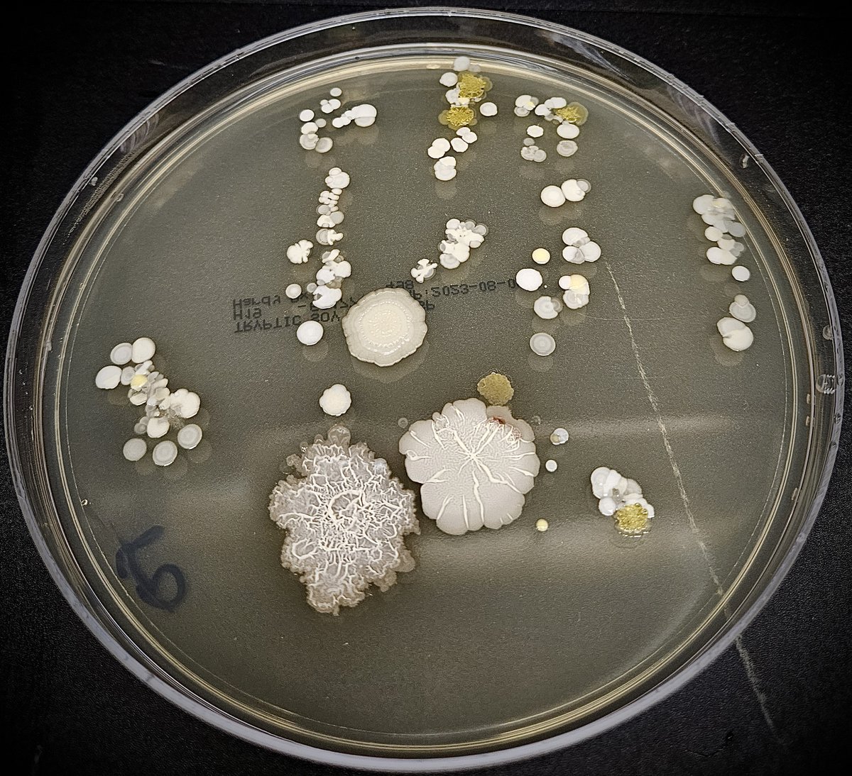 tasturm1's tweet image. #DescribeThatMicrobe Results from our #DayOfScience in Houston and lots of #Handprints. Here is a sampling....thanks to @asm_tmc and especially @alexdh_kang for all their hard work! @ASMicrobiology @TheGeoffHunt