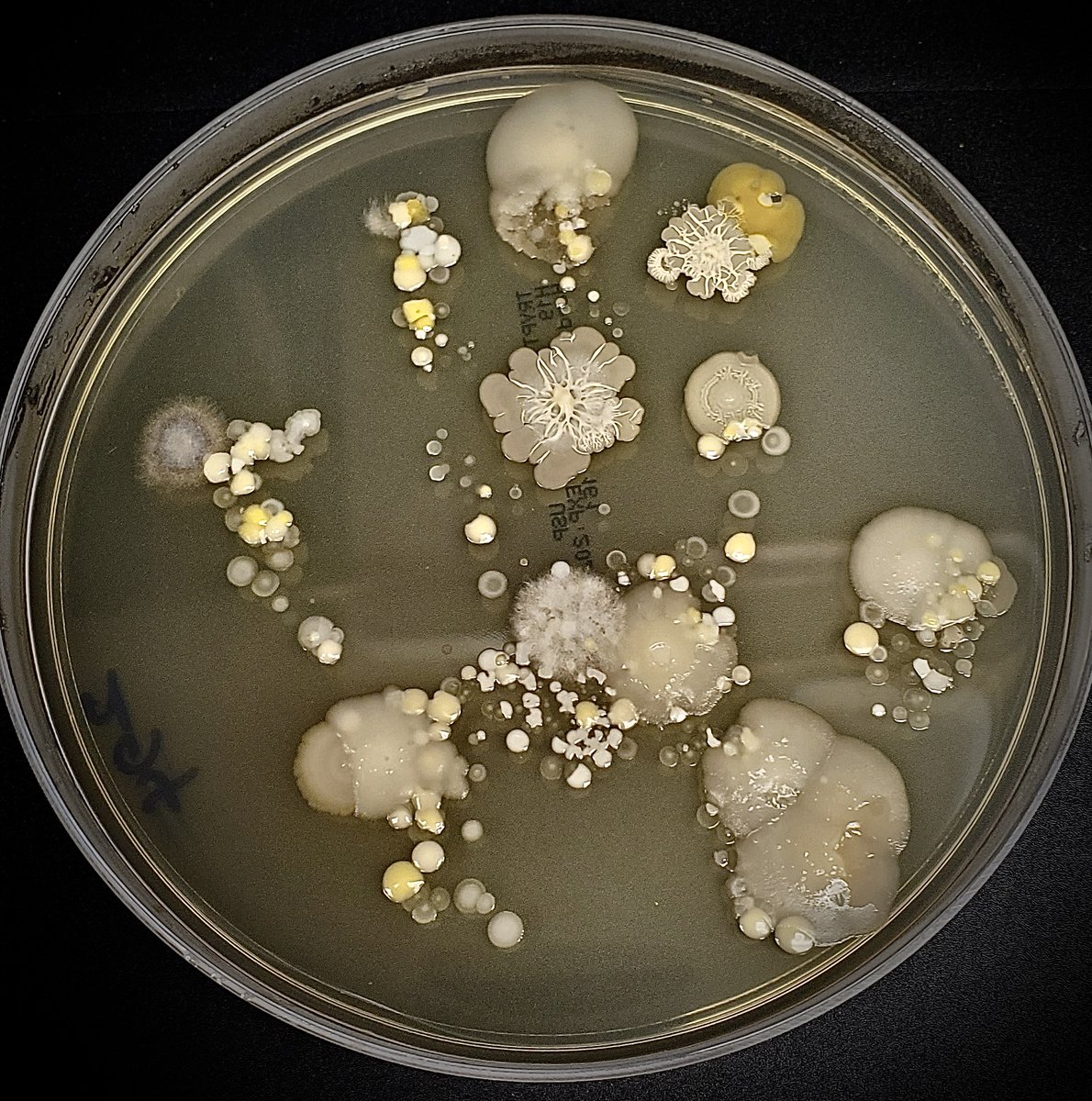 tasturm1's tweet image. #DescribeThatMicrobe Results from our #DayOfScience in Houston and lots of #Handprints. Here is a sampling....thanks to @asm_tmc and especially @alexdh_kang for all their hard work! @ASMicrobiology @TheGeoffHunt