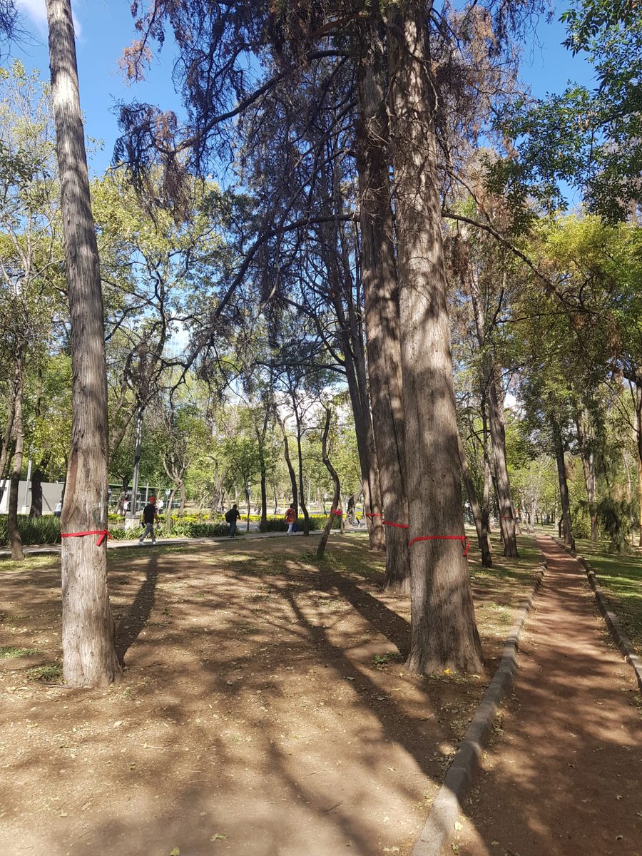 LibanoParque's tweet photo. HOY hicimos censo de árboles muertos en #ParqueLibano
Listón ROJO 🎀 = ÁRBOL MUERTO
Es un cementerio
@mroblesg URGE utilizar parte de los $2,741.8 MILLONES asignados a @SOBSECDMX y @SEDEMA_CDMX para mejoras de #Chapultepec en el SANEAMIENTO y REFORESTACIÓN del #ParqueLibano https://t.co/t3cDGpcsdn