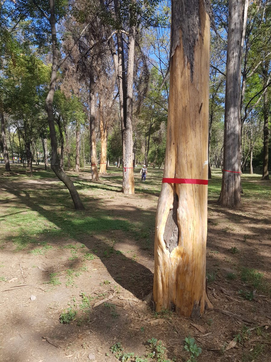 LibanoParque's tweet photo. HOY hicimos censo de árboles muertos en #ParqueLibano
Listón ROJO 🎀 = ÁRBOL MUERTO
Es un cementerio
@mroblesg URGE utilizar parte de los $2,741.8 MILLONES asignados a @SOBSECDMX y @SEDEMA_CDMX para mejoras de #Chapultepec en el SANEAMIENTO y REFORESTACIÓN del #ParqueLibano https://t.co/t3cDGpcsdn
