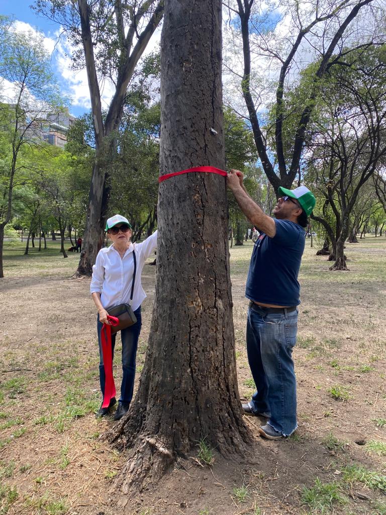 LibanoParque's tweet photo. HOY hicimos censo de árboles muertos en #ParqueLibano
Listón ROJO 🎀 = ÁRBOL MUERTO
Es un cementerio
@mroblesg URGE utilizar parte de los $2,741.8 MILLONES asignados a @SOBSECDMX y @SEDEMA_CDMX para mejoras de #Chapultepec en el SANEAMIENTO y REFORESTACIÓN del #ParqueLibano https://t.co/t3cDGpcsdn