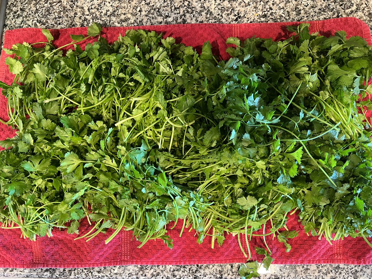 MOlsonNotBeer's tweet photo. There are 10 types of people in this world: nerds that know how much cilantro to use, and normal people. https://t.co/f0KD0Xw0GJ