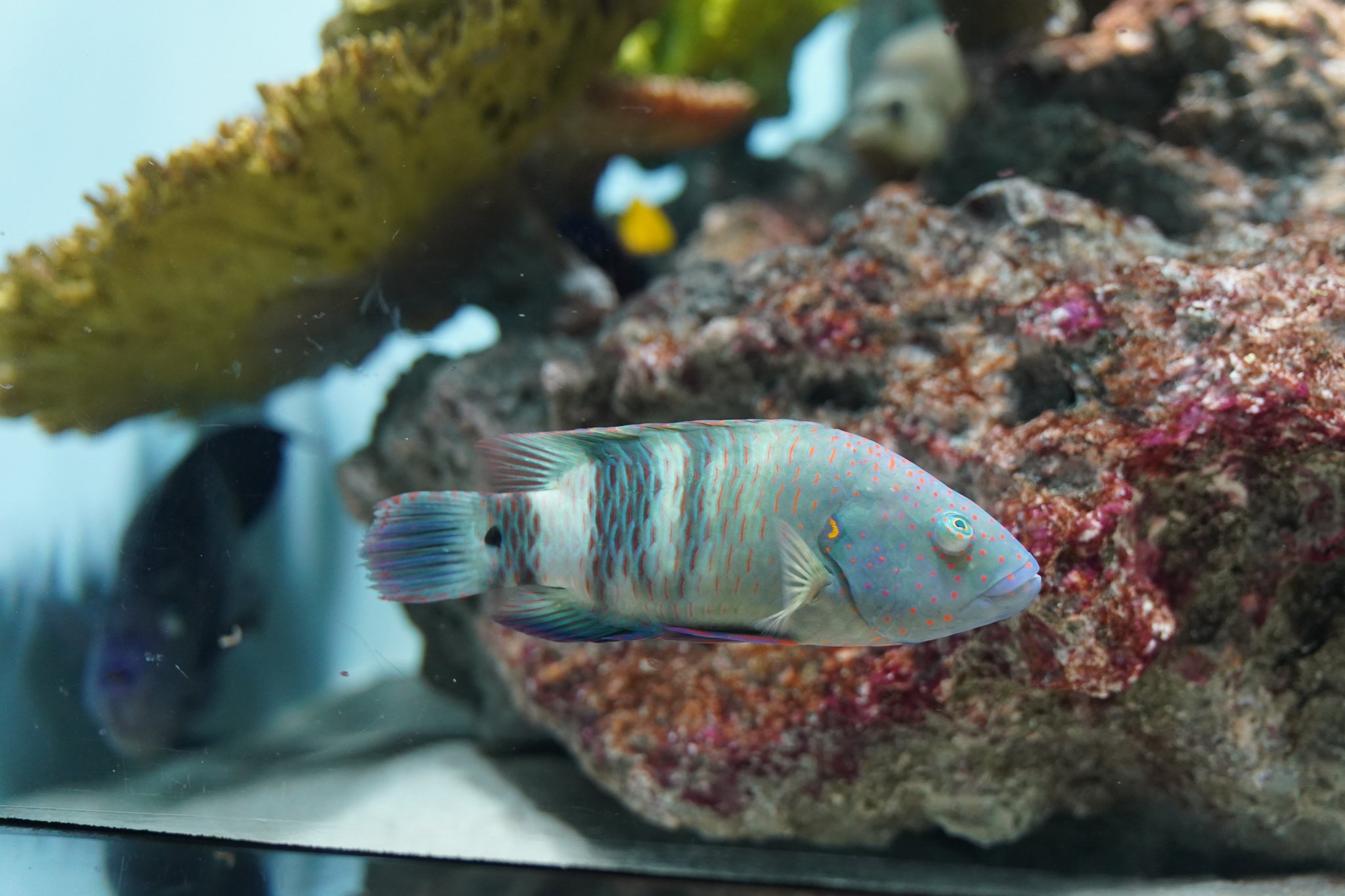 ブルームテールラス 海水魚 剥製 ブルームテールラス 海水魚 剥製