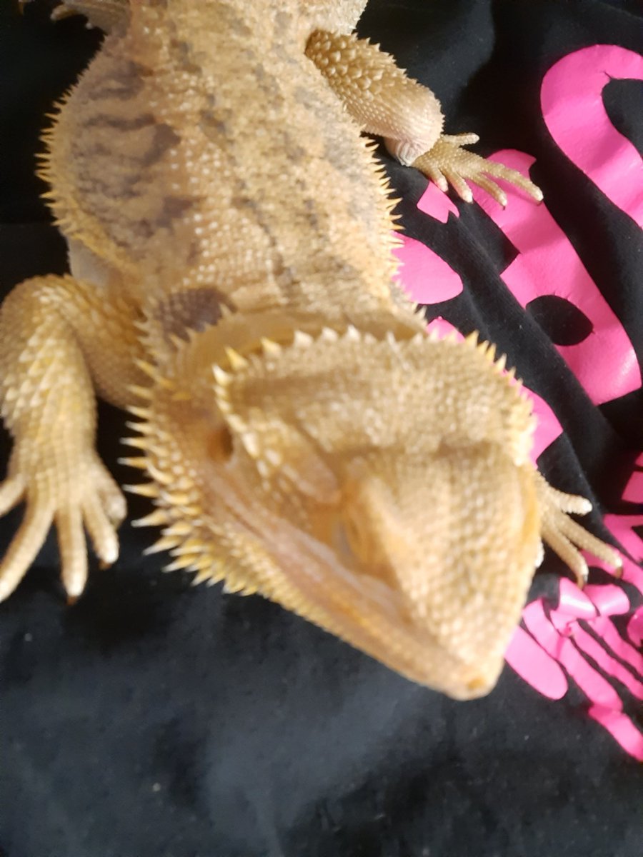 fisch_librarian's tweet photo. #tmgenius
Daisy, the #librarylizard sleeping like she pays bills around here, instead of having food delivered to her tank every day while she sits on a log under a heating lamp. https://t.co/oFbG4mRstB