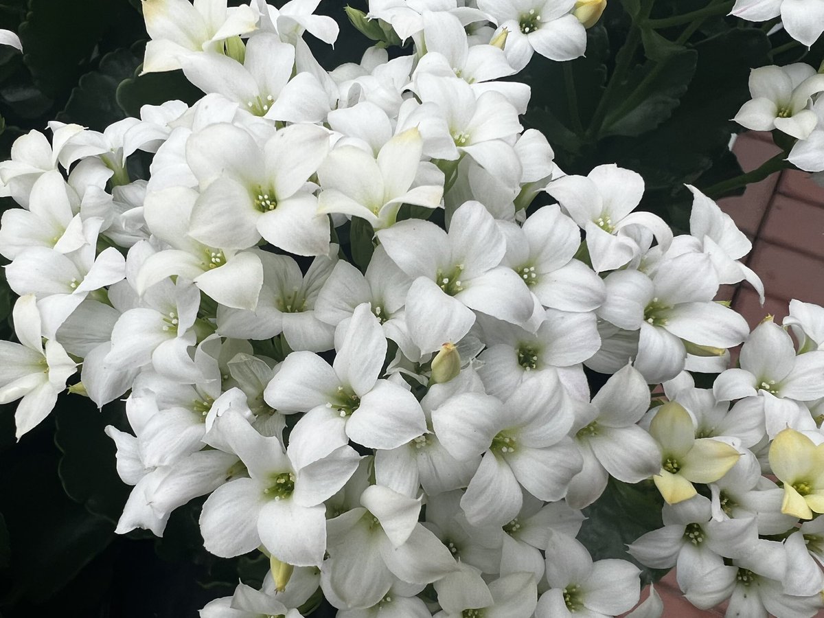 GARES_Cactus19's tweet image. #칼랑코에 #다육식물
#꽃말은설렘
#초보자도 쉽게 키우는 다육식물
#경기도
#경기도농업기술원
#선인장다육식물연구소