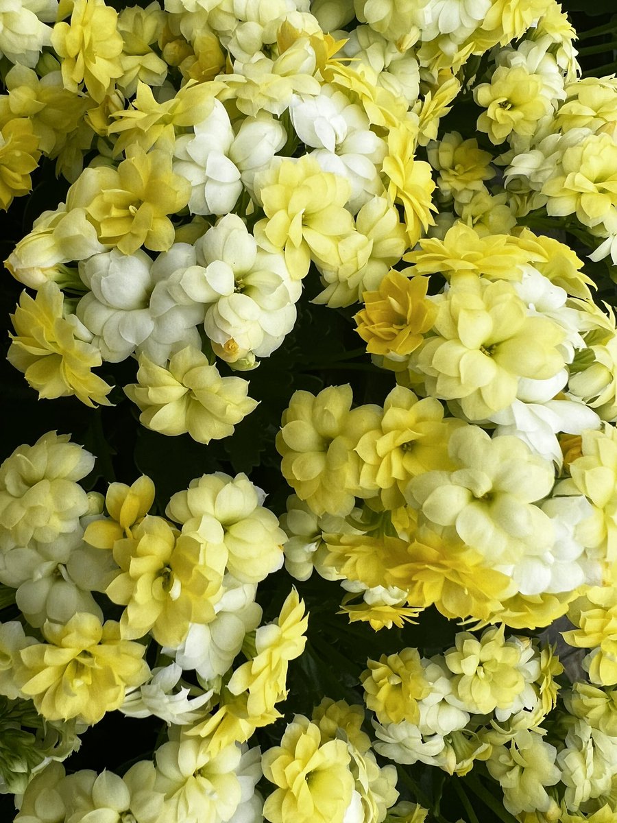 GARES_Cactus19's tweet image. #칼랑코에 #다육식물
#꽃말은설렘
#초보자도 쉽게 키우는 다육식물
#경기도
#경기도농업기술원
#선인장다육식물연구소