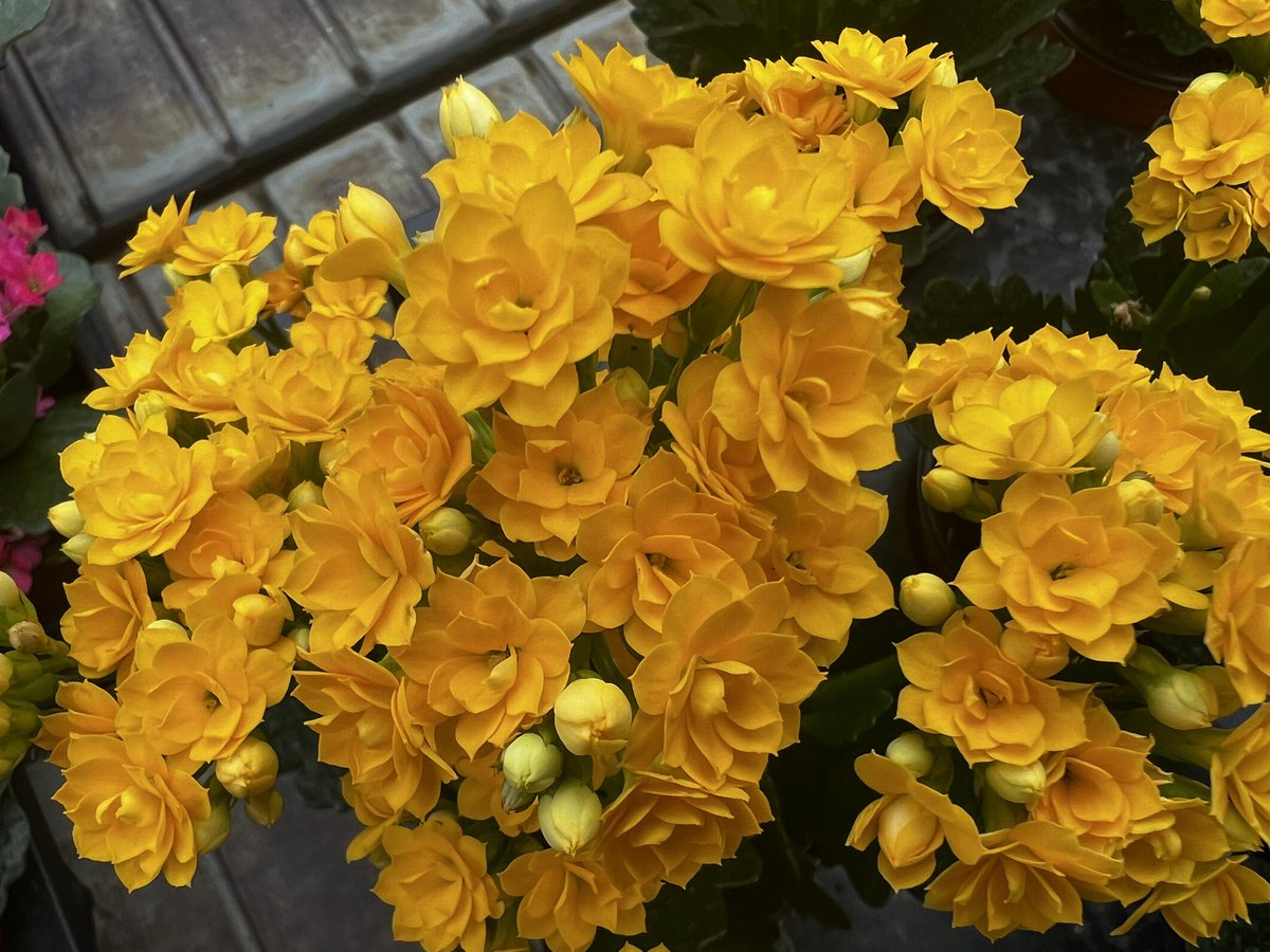 GARES_Cactus19's tweet image. #칼랑코에 #다육식물
#꽃말은설렘
#초보자도 쉽게 키우는 다육식물
#경기도
#경기도농업기술원
#선인장다육식물연구소