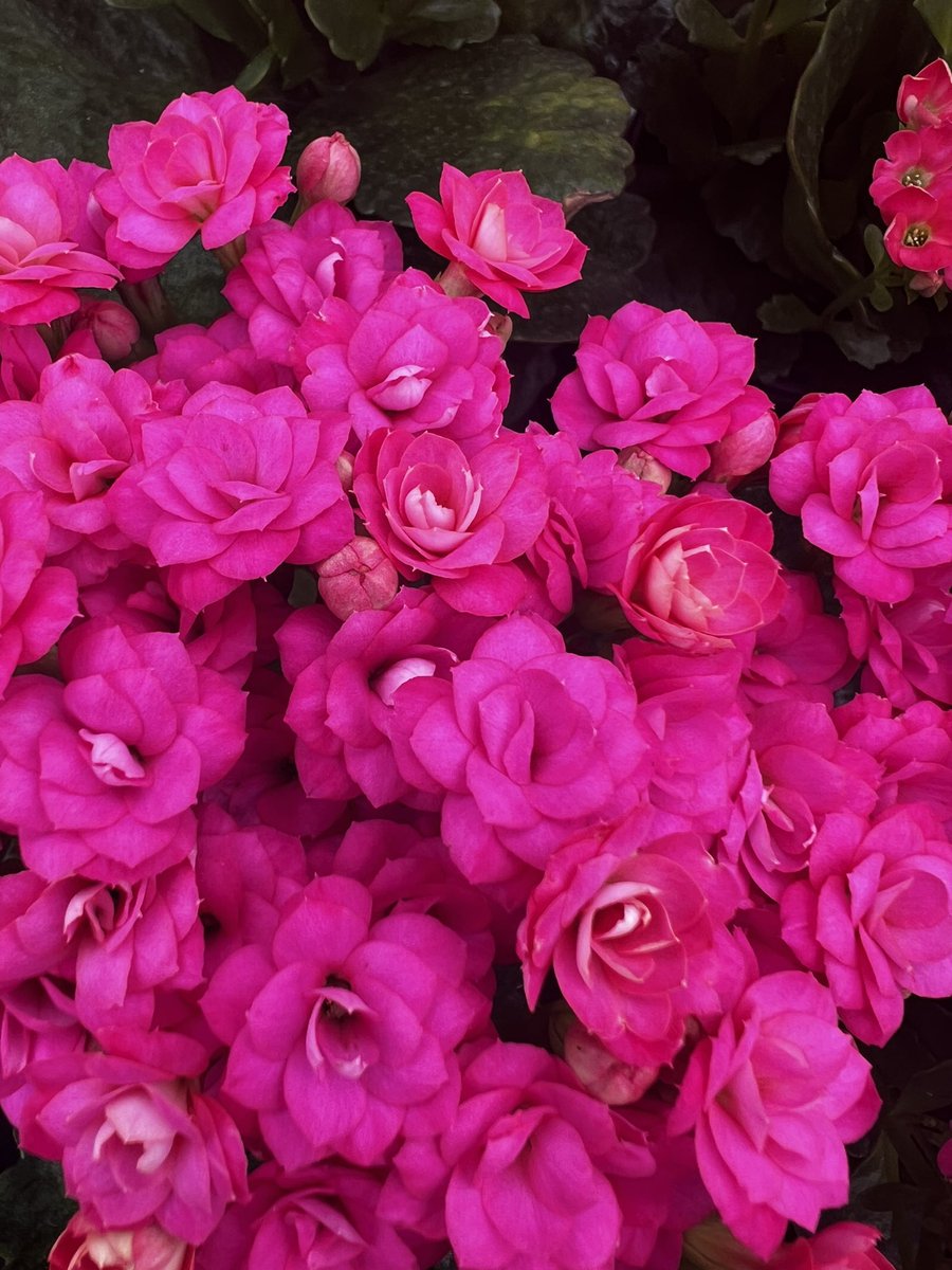 GARES_Cactus19's tweet image. #칼랑코에 #다육식물
#꽃말은설렘
#초보자도 쉽게 키우는 다육식물
#경기도
#경기도농업기술원
#선인장다육식물연구소