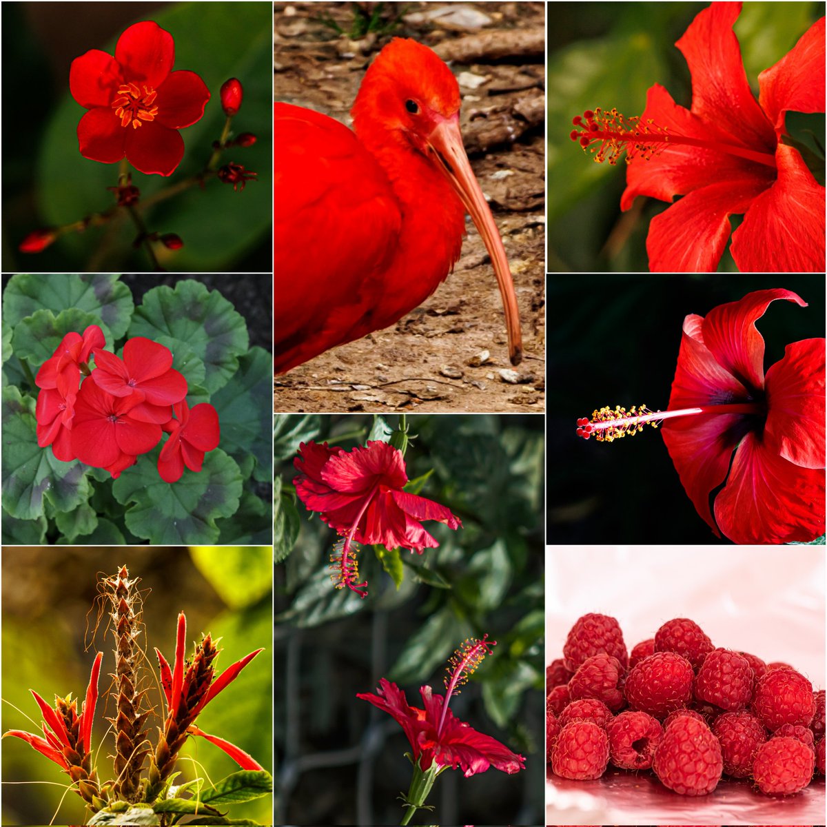 Nature contains many different tones of red.
#VIBGYORinNature Red theme by @IndiAves
#Hyderabad #kuwait #Texas @thetimesq8 @Lightroom
@Avibase @naturelovers
@ThePhotoHour
@photooftheday
@DavidMariposa1
@butterflywhisp @savebutterflies @KalyaniMuktevi @YounusFarhaan @_zareenfatima