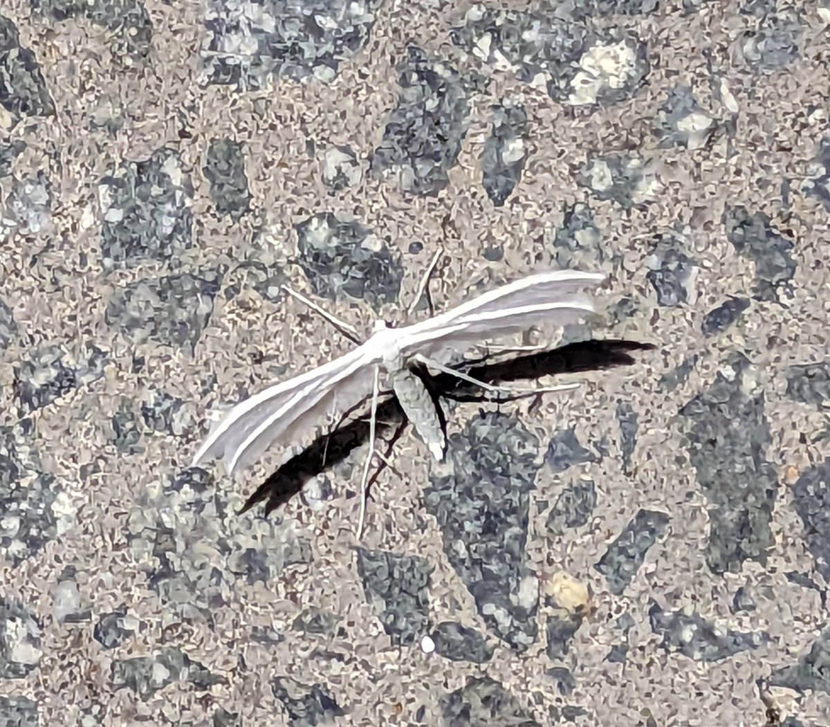 Monkeyhanger tweet media