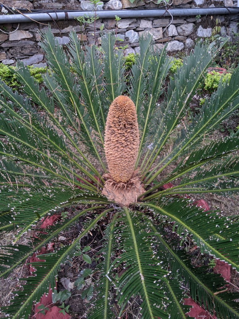 pooja_bish18947's tweet image. Cycas revoluta 
#malecone
#gymnosperm
#sagopalm ,picture taken from Regional  Ayurvedic Research Institute (RARI) Ranikhet,Almora .