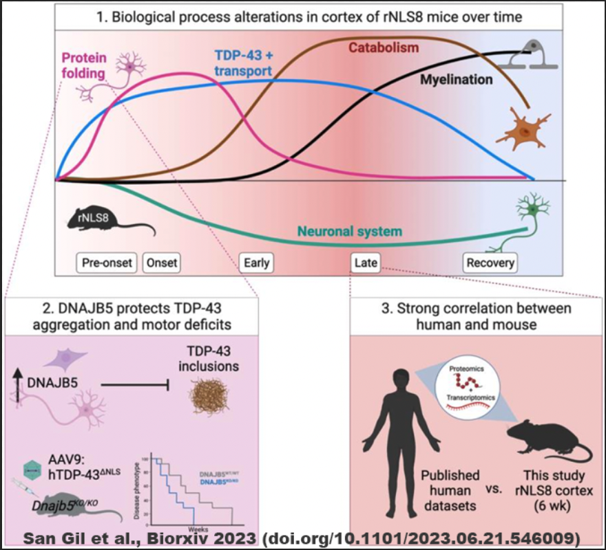 Walker Neuro Lab (@walkerneurolab) on Twitter photo Weโre excited to share new collaborative work identifying temporally controlled biological pathways implicated in the cortex in TDP-43-associated #ALS #FTD, by the indefatigable <a href="/Rebecca_SanGlia/">Rebecca San Gil</a>, with thanks for inputs from many others on this journey of discovery @QLDBrainInst Weโre excited to share new collaborative work identifying temporally controlled biological pathways implicated in the cortex in TDP-43-associated #ALS #FTD, by the indefatigable <a href="/Rebecca_SanGlia/">Rebecca San Gil</a>, with thanks for inputs from many others on this journey of discovery @QLDBrainInst
