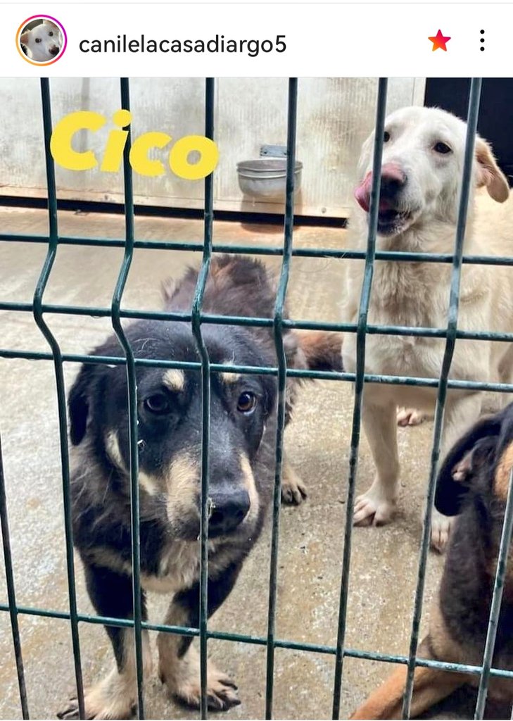 MonicaOrsini8's tweet photo. Cico e Brontolo 5 anni simil #Bassethound dolci e socievoli, taglia medio piccola ma senza richieste. Troviamo loro una #famiglia 🙏🏻🆘3289633366 #Calabria #AdoptDontShop #SosCani #adottanoncomprare #adottauncanedalcanile #canicercacasa #adozionecani #adozionidelcuore #adottami https://t.co/JcnBF3w7Z8