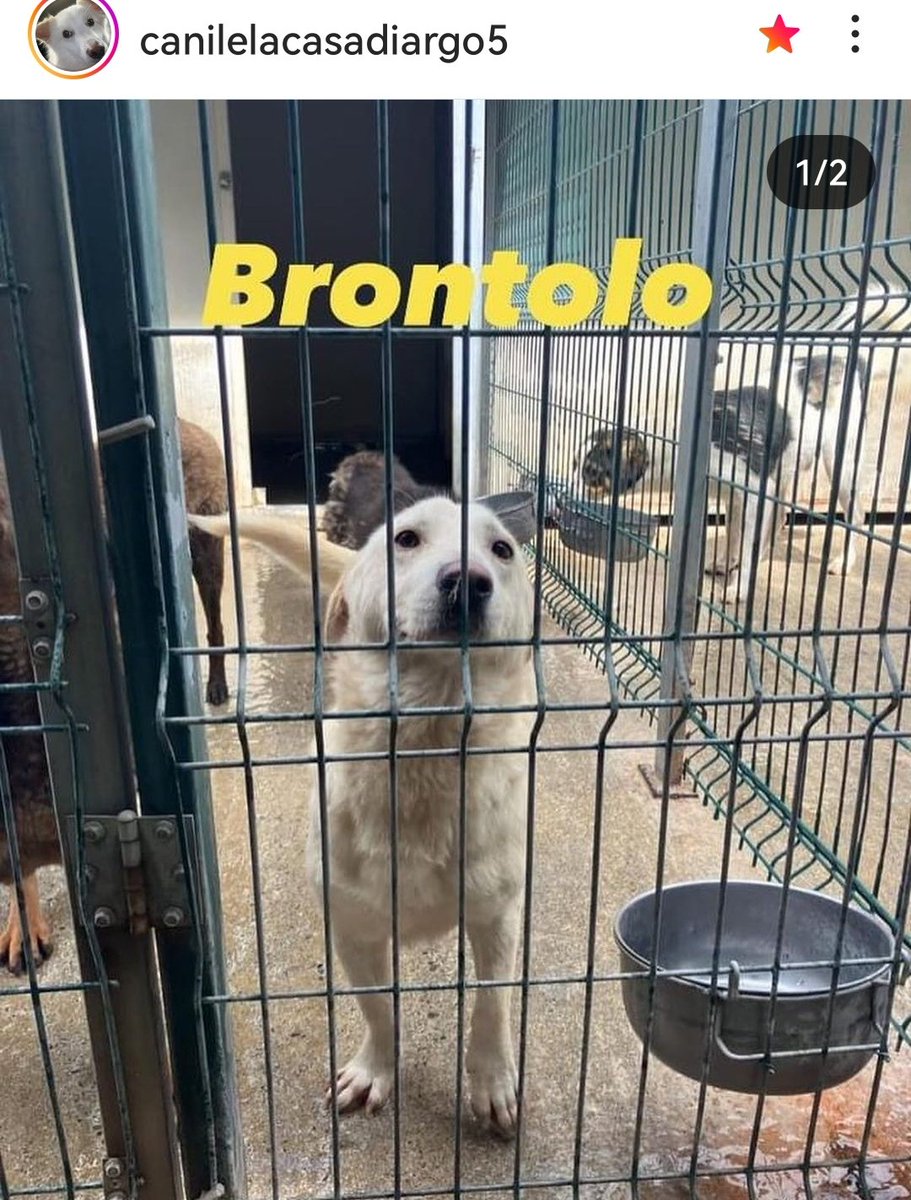 MonicaOrsini8's tweet photo. Cico e Brontolo 5 anni simil #Bassethound dolci e socievoli, taglia medio piccola ma senza richieste. Troviamo loro una #famiglia 🙏🏻🆘3289633366 #Calabria #AdoptDontShop #SosCani #adottanoncomprare #adottauncanedalcanile #canicercacasa #adozionecani #adozionidelcuore #adottami https://t.co/JcnBF3w7Z8