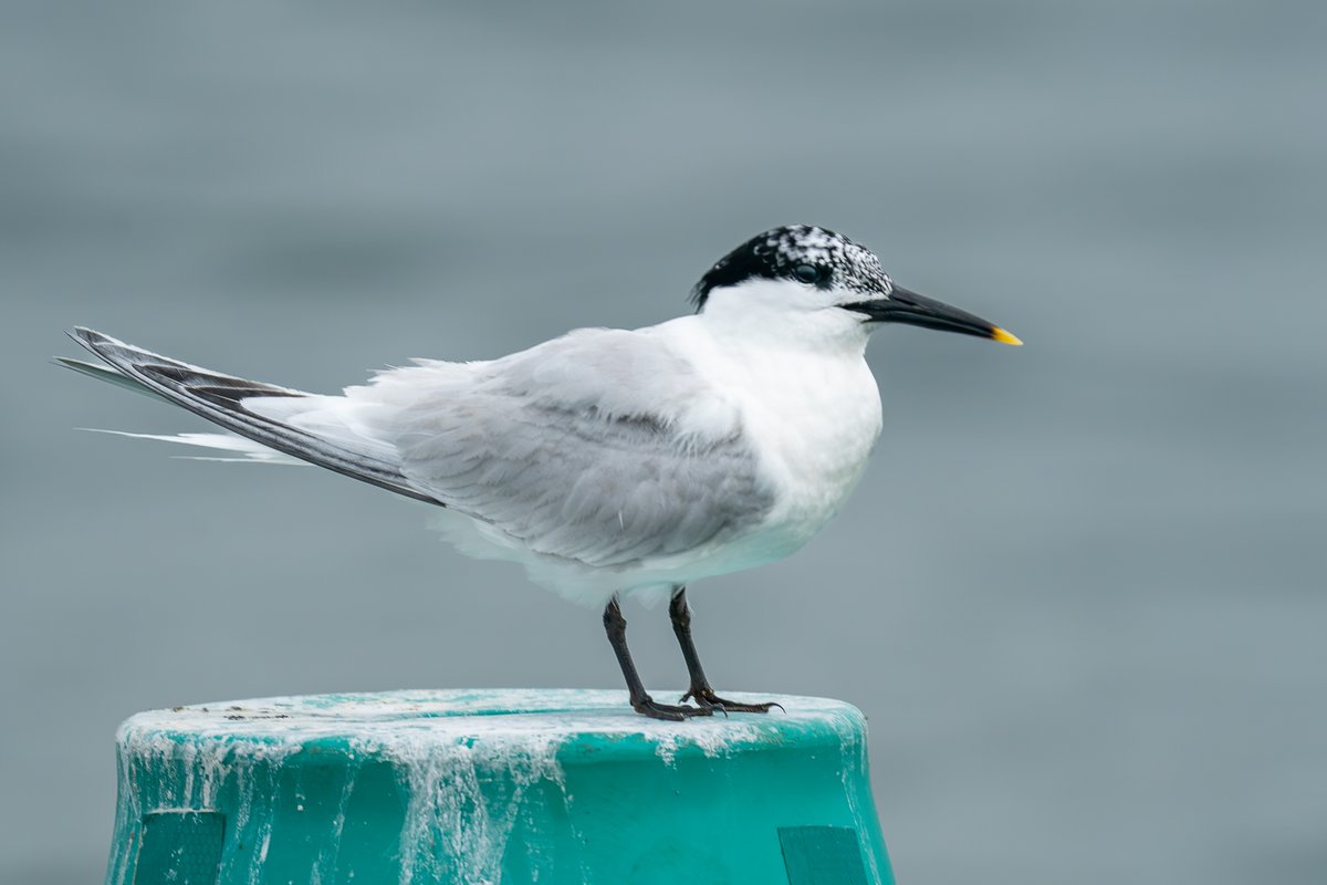 Sandwich Tern (Immature) at entrance to #Chtristchurchharbour Dorset  <a href="/CHOG_birds/">CHOG</a> <a href="/SightingDOR/">Dorset Wildlife Spot</a> <a href="/BTO_Dorset/">BTO Dorset</a> <a href="/Natures_Voice/">RSPB</a> <a href="/GGarriguenc/">Grup Ornitològic Garriguenc</a>