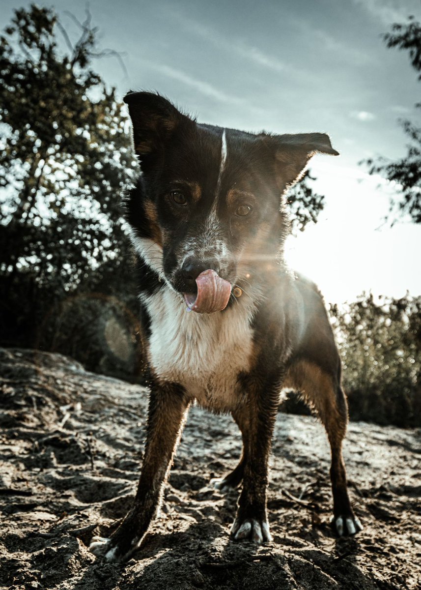 Is Bacon Safe for Dogs? Unraveling the Truth
fivestarchoices.com/can-dogs-eat-b…