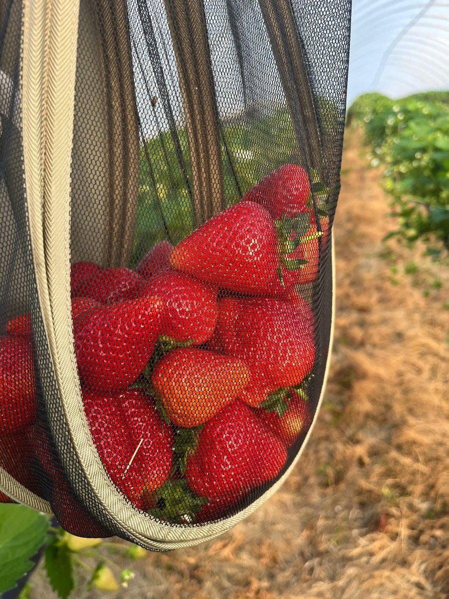 We like this ‘needs must’ alternative use for our Apiarist ClearView veil! 🐝 We also love the contents 🍓🍓🍓 Have you found an alternative use for your veil?
@B_J_Sherriff 
@BeeCraftMag @nthnbeebooks #beeveil #bees #pollinators #honeybees #apiarist #Strawberries #lovebees #