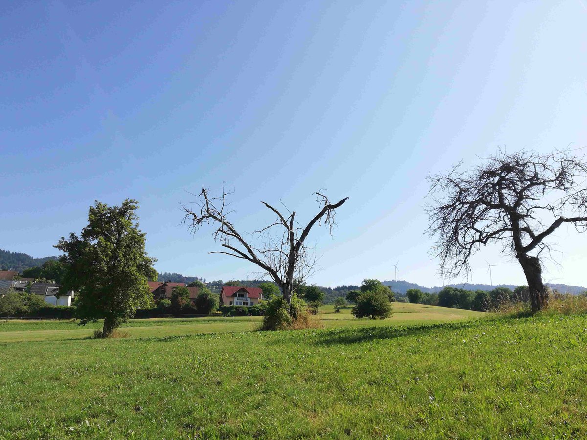 HSderSchreiber's tweet photo. Viele #Streuobstwiesen gelten als gefährdet. Gestern sahen wir alte Bäume auf Streuobstwiesen in Schopfheim-#Kürnberg. Viele sind schon abgestorben. Gibt es bald #Baumpflanzaktionen wie in #Buggingen? https://t.co/xYSHJSx2ev