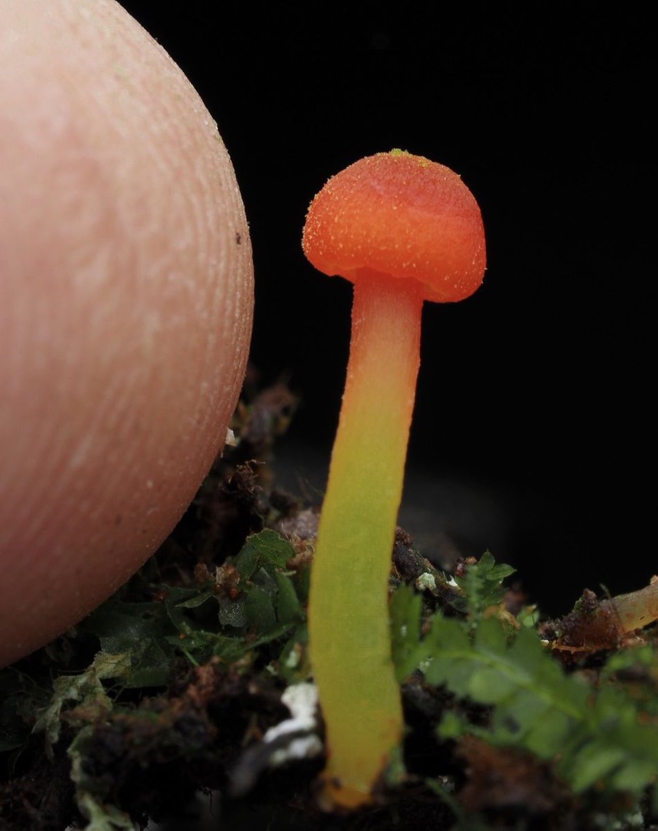 The photos of beautiful fungi all around us that the boy comes up with daily still astonish me. The second image has his fingertip for size reference. How do you even see these? Follow @cyanesense on instagram if this appeals.