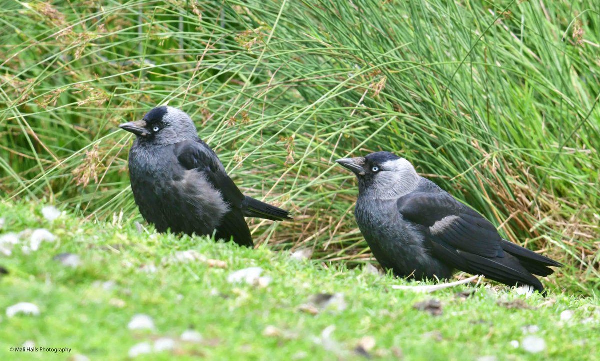MaliHalls's tweet image. #Jackdaws.

#Morning #Tweeps, I hope your #day is #good...Its another #sunny start here.

#BirdTwitter #Nature #Photography #wildlife #birds #TwitterNatureCommunity #birding #NaturePhotography #birdphotography #WildlifePhotography #Nikon #Sigma #corvids