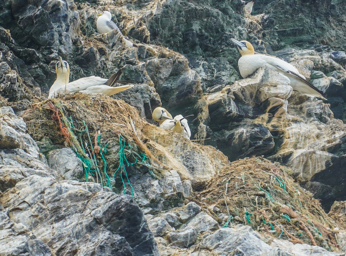 LifeAfloat's tweet photo. A sad indictment of the impact we have on the oceans. Look closely at the gannet’s nest. https://t.co/si7eTQu8i8