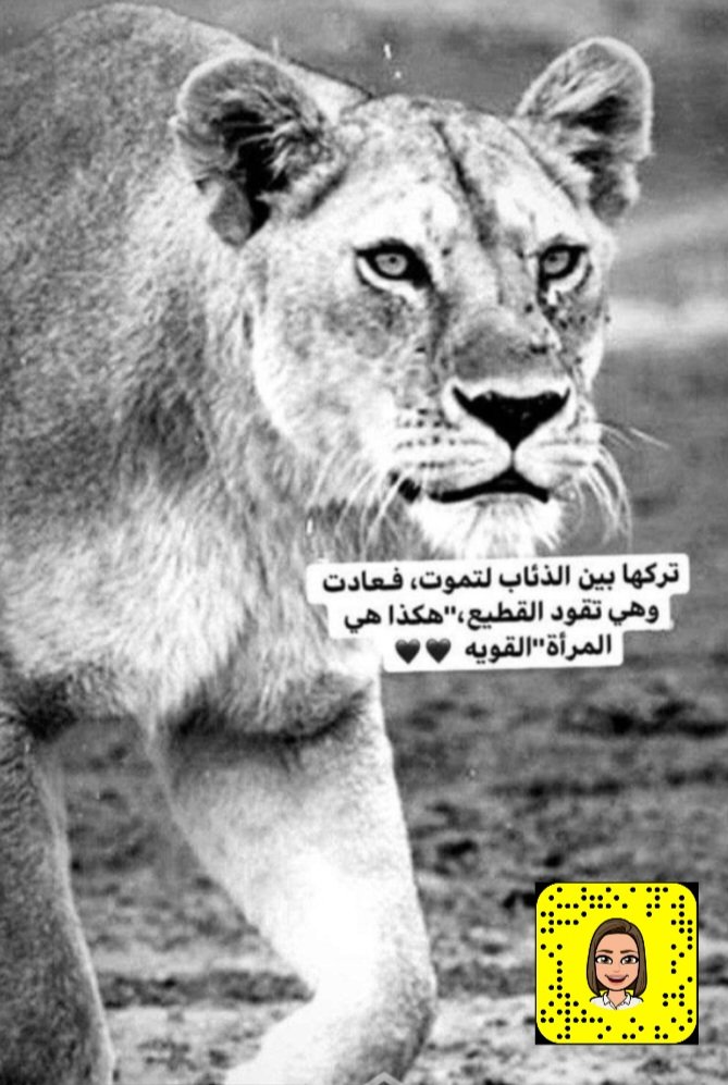 #عيديات_بسام_المقحم
#إلهامات Zahra 
الوقت كفيل بإعادة كل شخص إلى مكانه ، و كفيل أيضا بإعادة أشخاص إلى حجمهم الطبيعي دون أدنى شك ، لذا حين يأتي دوري أقسم لك ليس فقط أن تتمنى رؤيتي و إنما حتى لو تراب قدمي ، فكن في إنتظاري في أقرب فرصة ..