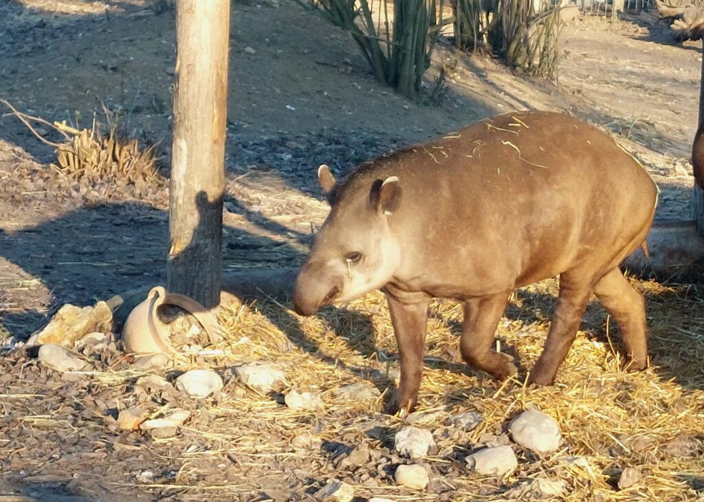 Día 25 #SALC2023. ¿A qué animal se le llama el jardinero de la #Amazonas? Este es el #tapir terrestre, o #tapirbrasileño 🇧🇷.
Infórmate en latfran.org/salc2023/
@francediplo @PhBastelica @MAL_217
#biodiversidad @BrazilenFrance @EmbaParFrancia @EmbaVEFrancia @embcolfrancia