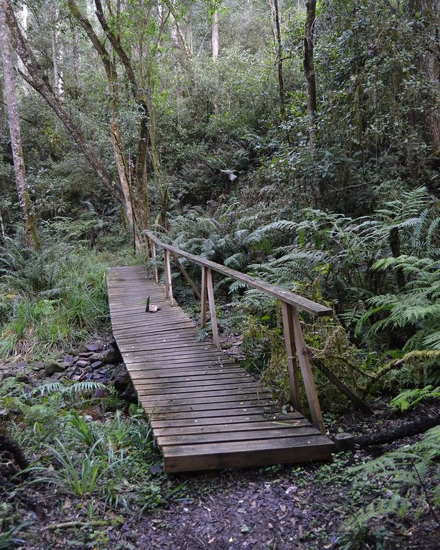 TsitsikammaT's tweet photo. If you're looking for a quick and easy trail to do early morning or late afternoon while staying at Arch Cabins? The Goesa Trail is the perfect option.
Photo by archcabinstsitsikamma
#archcabinstsitsikamma #tsitsikamma #stormsriver #rediscovertsitsikamma #gardenofthegardenroute https://t.co/zhGURhSOIU