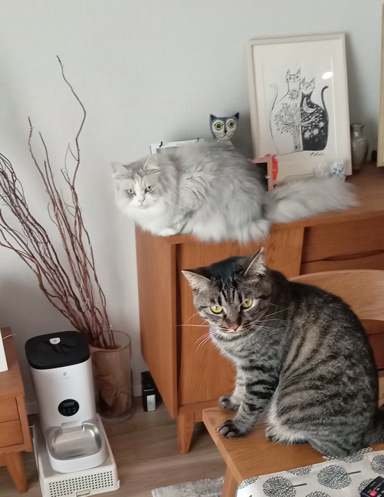 one_of_MURAKAMI's tweet photo. MiMiとMaru🐈🐈‍⬛

#猫のいる暮らし https://t.co/mNY6sA7FsH