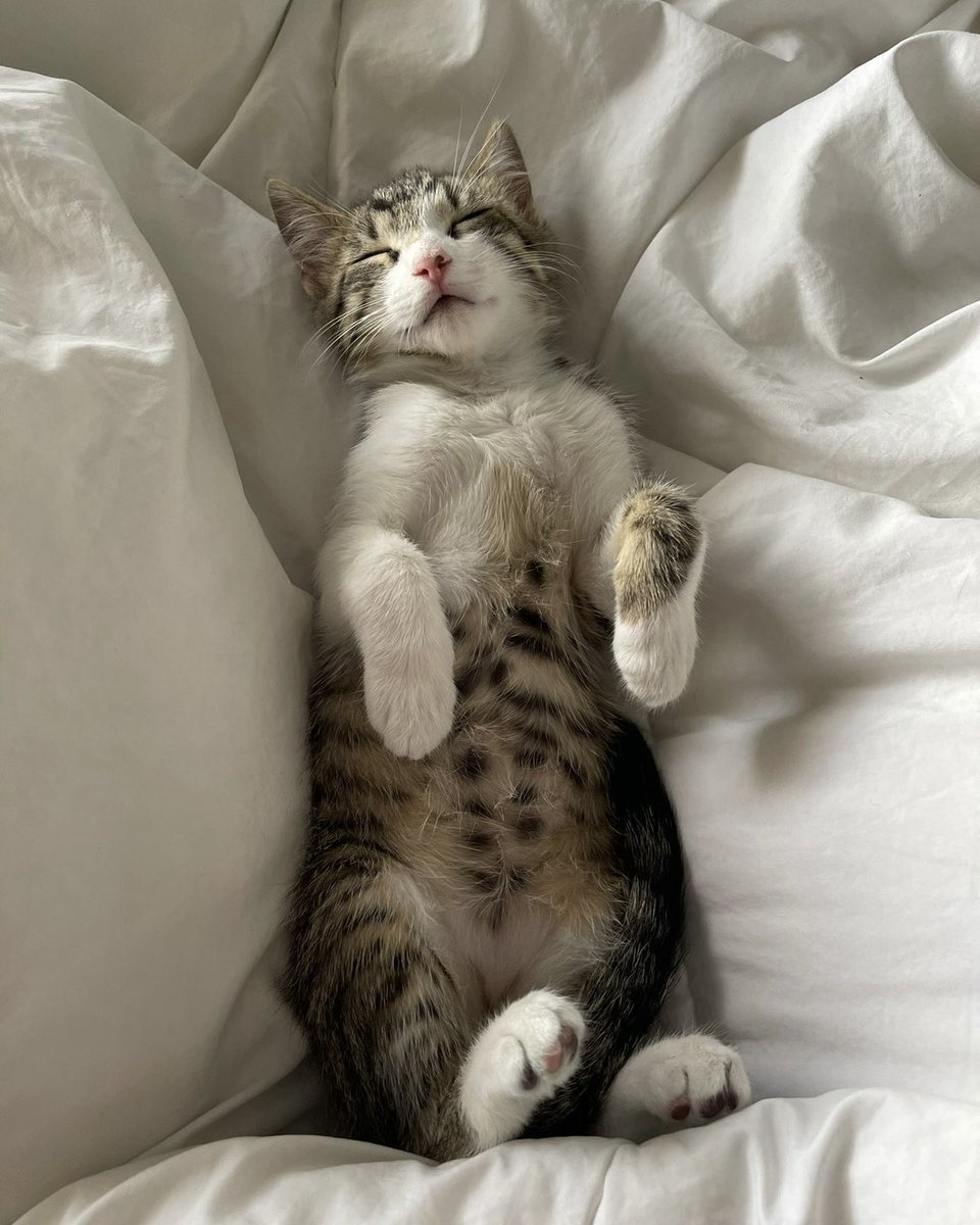 yxssminn's tweet photo. gato perdido en la zona de fuentelarreyna, si alguien lo ha visto por favor llamad al 636910828 o al 665389665 https://t.co/MwmvNH9tfe