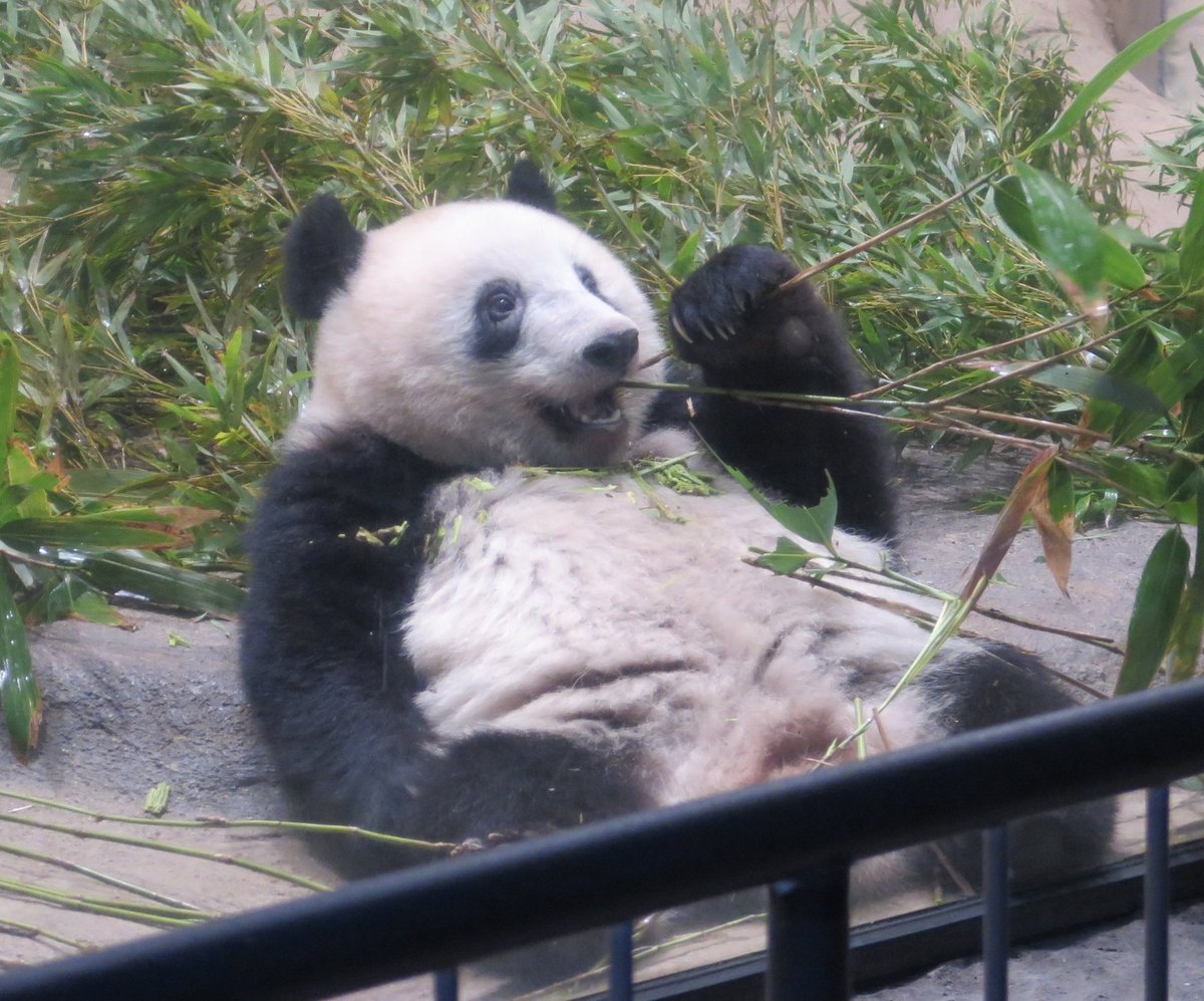 ぽりぽりたべてましゅ💞
#シャンシャン #上野動物園
20181108