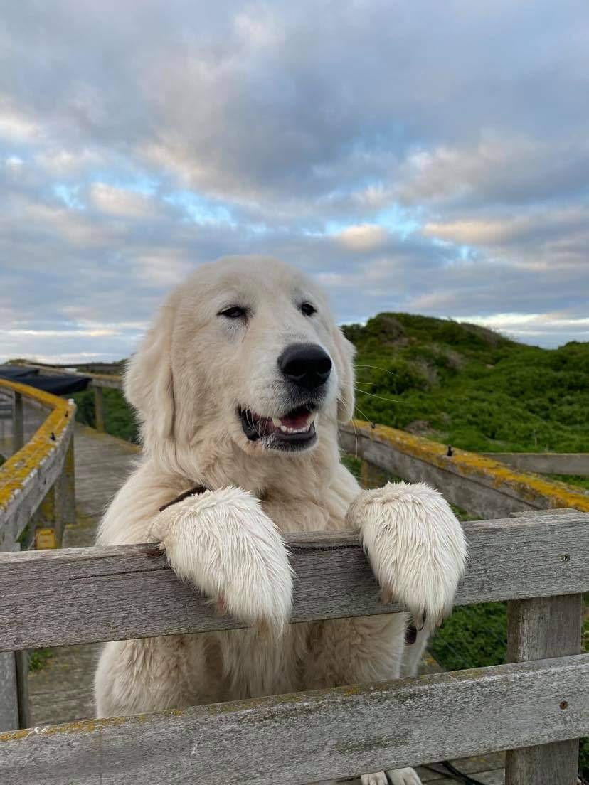 Oberon is 4! Join us in wishing the Middle Island Project's youngest penguin protector a very happy birthday 🥳🐾🐧