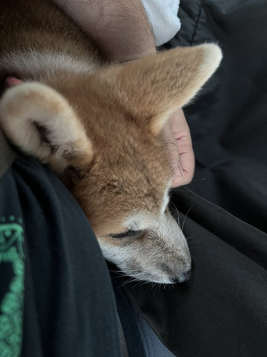very cute dog haver tweet media