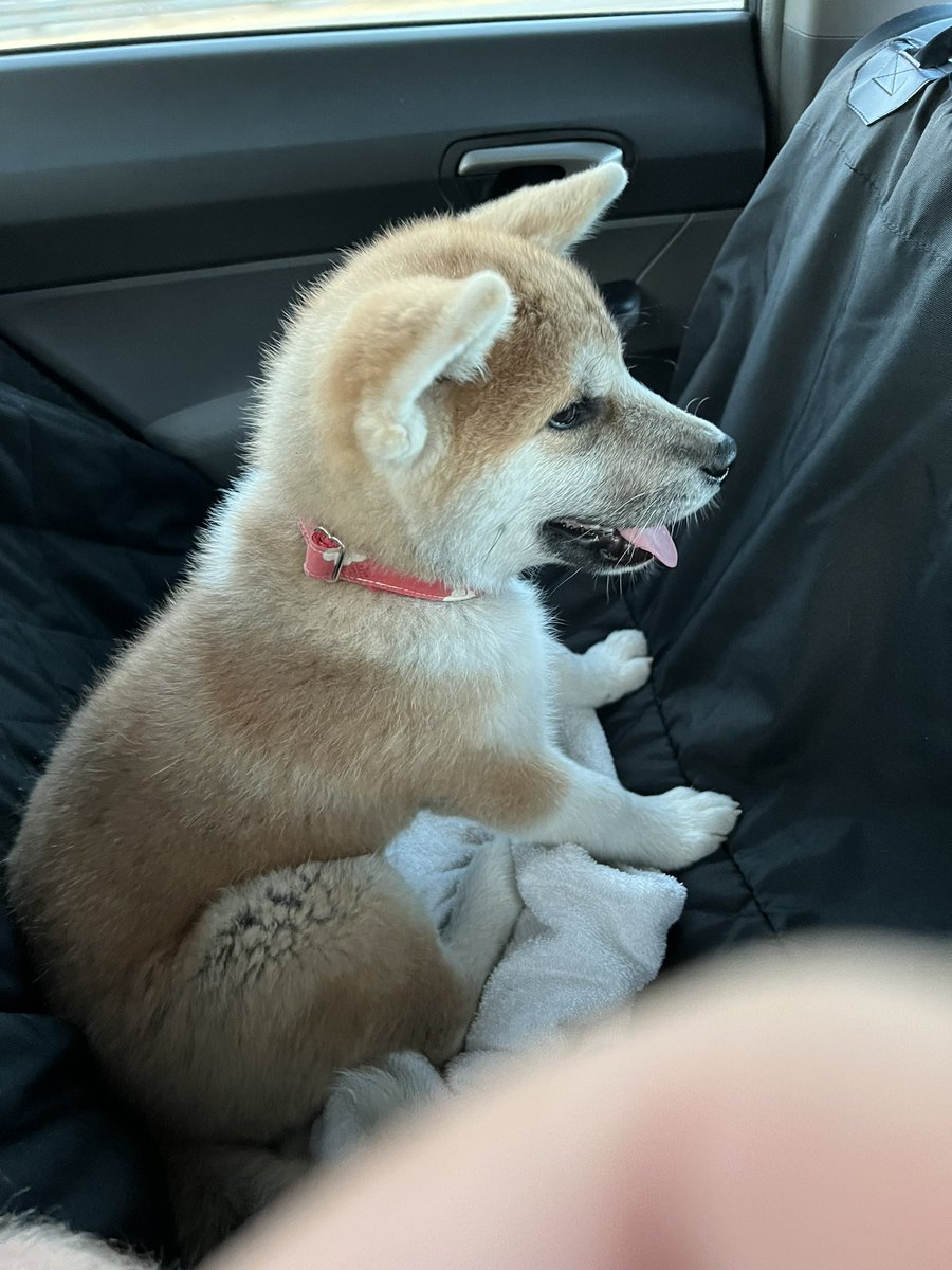 very cute dog haver tweet media