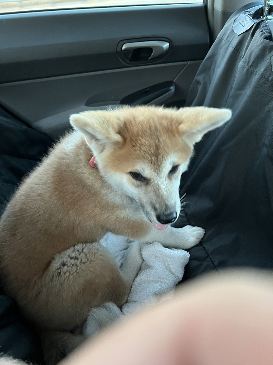 very cute dog haver tweet media