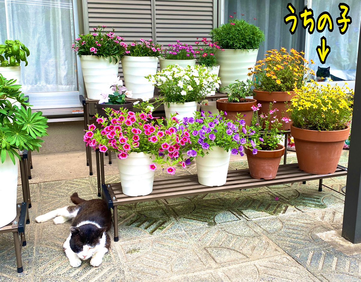 時々遊びに来る野良くん お花に囲まれて寝るらしい😆 #花 #ガーデニング #猫好きさんと繋がりたい #猫 #ねこ #ネコ #猫のいる暮らし #猫のいる幸せ