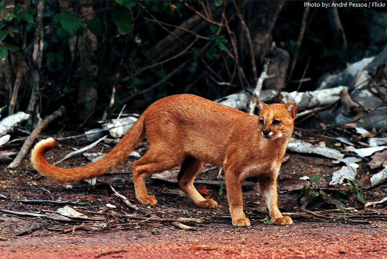 Just discovered the existence of the jaguarundi. Look at these elongated cats.