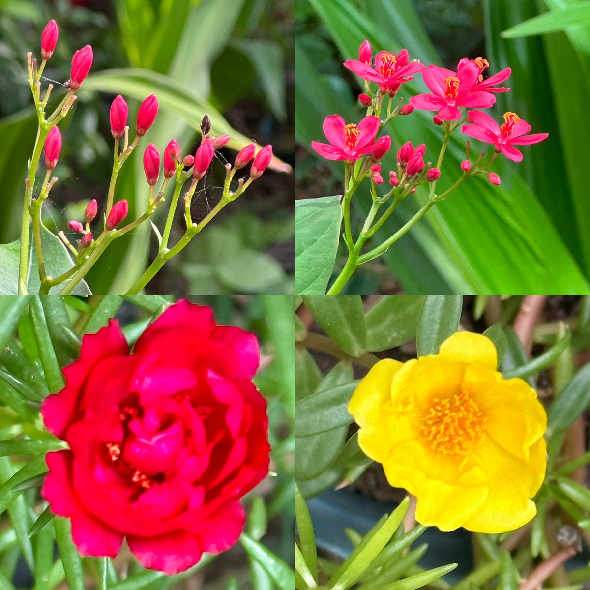 In my garden ❤️